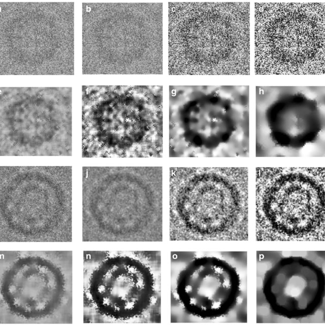 对齐后的 2D 类别平均。微弱的颗粒,当平均后,显示出清晰的环状结构。