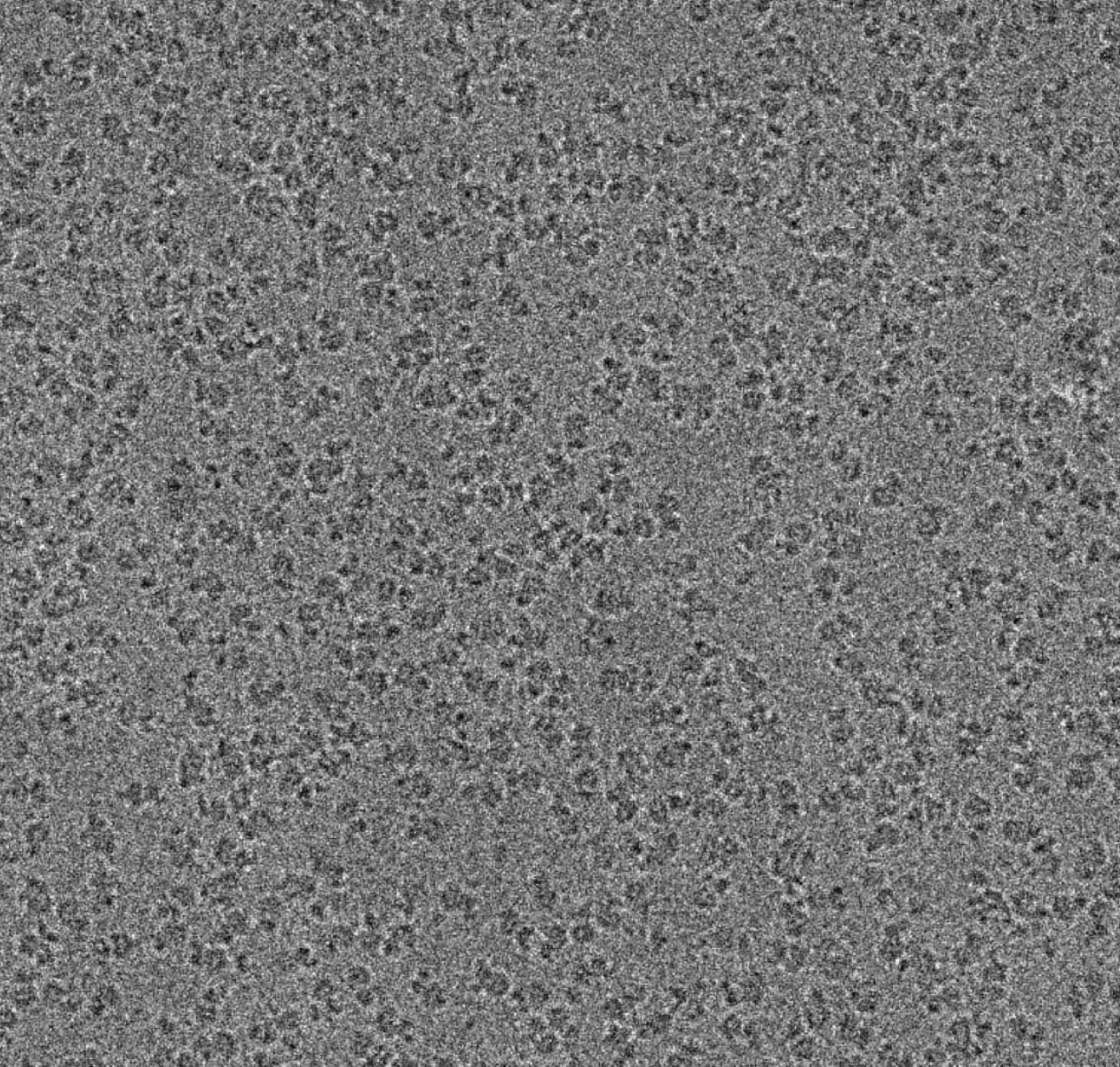 A typical raw micrograph: thousands of protein particles buried in an ocean of random noise.