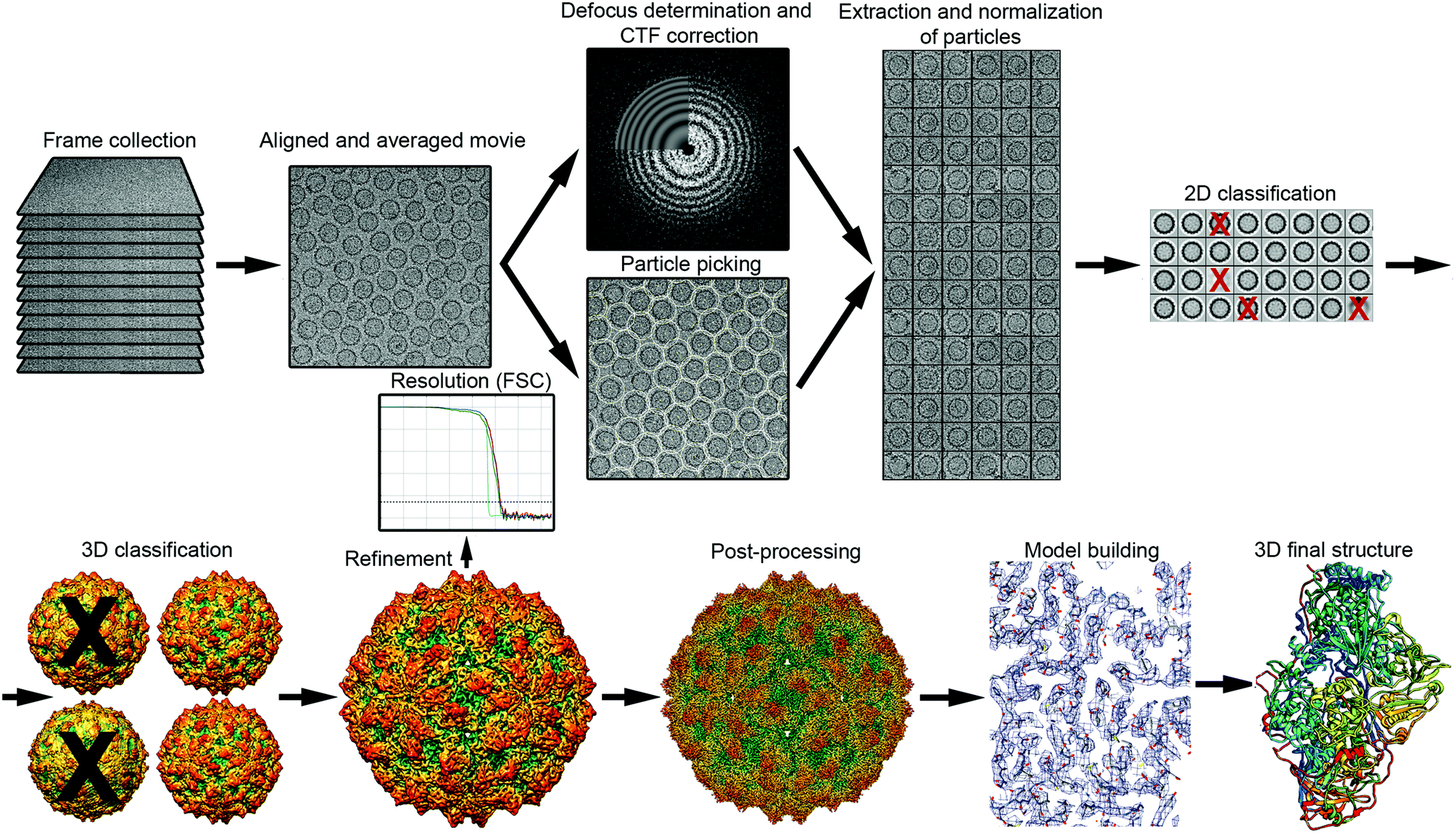 Cryo-EM workflow: alignment → averaging → iteration → 3D reconstruction.